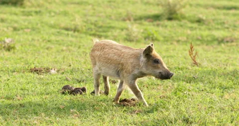 Young Wild Piglet: Exploring Nature's Path Stock Footage 254923991