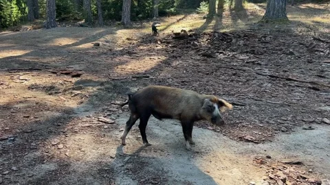 Young wild pigs boars looking in camera Stock Footage 278822042