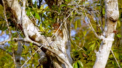 Young wild proboscis monkey sat in a tree Video stock 135491334