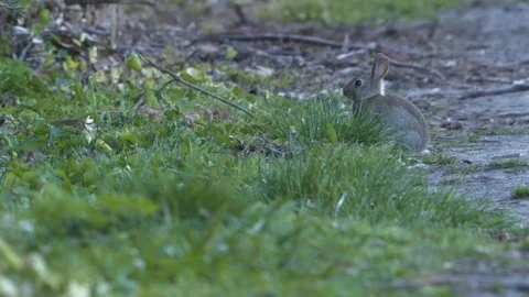 Young  wild rabbit Stock Footage 98062856
