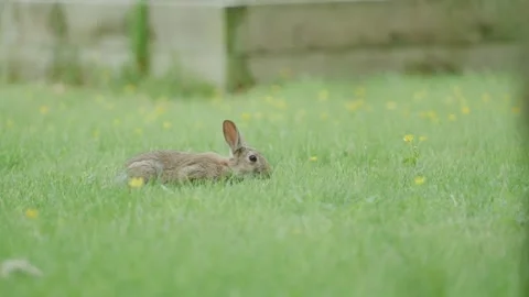 Young wild Rabbit in a Garden Stock Footage 283071556