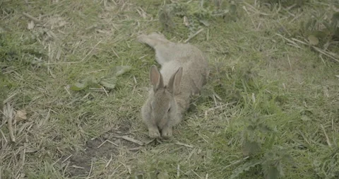 Young wild rabbit lying on grass Stock Footage 135196100