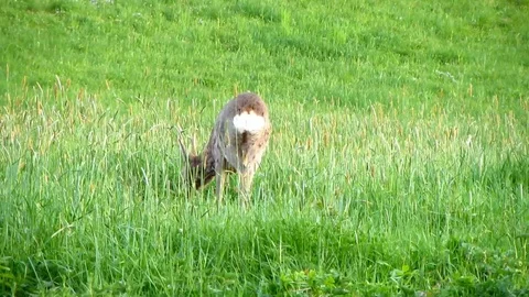 Young wild roe deer eating grass, cleaning his back and walking around Stock Footage 89109045