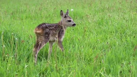 Young wild roe deer in grass, Capreolus capreolus. Stock Footage 77285614