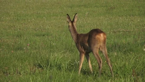 Young wild roe deer in grass, Capreolus capreolus. Stock-Footage 78036157