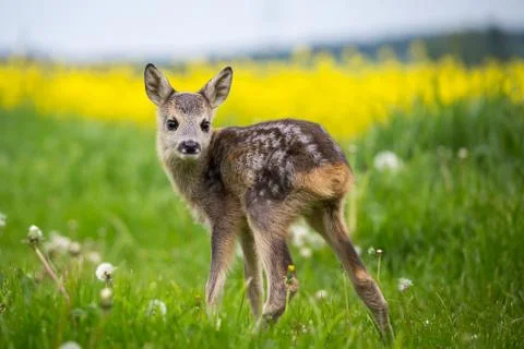 Young wild roe deer in grass, Capreolus capreolus. New born roe deer, wild .. Stock Photos