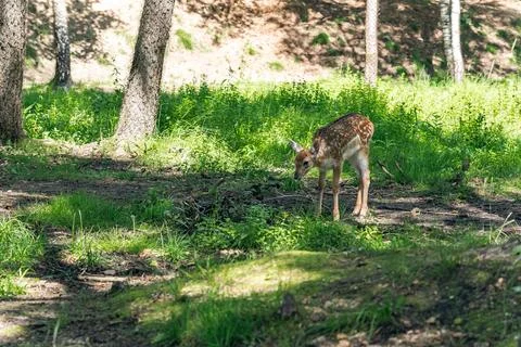Young wild roe deer in grass. New born roe deer, wild spring nature. Young .. Stock Photos