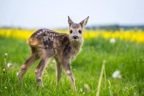 Young wild roe deer in grass, Capreolus capreolus. New born roe deer, wild .. Stock Photos