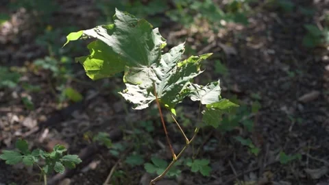 Young wild small tree in forest garden grow Stock Footage 203950156