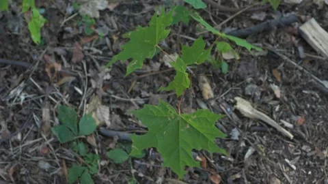 Young wild small tree in forest garden grow Stock Footage 203950157