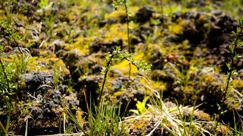 Young willow with green leaves growing on the meadow Stock Footage 146853006
