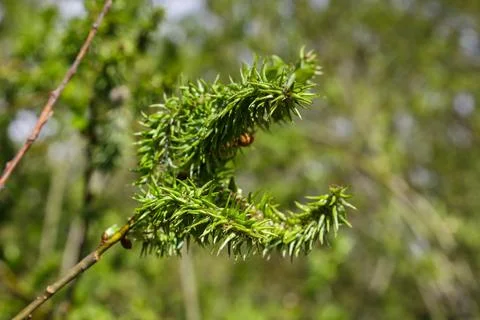 Young willow leaves in spring Stock Photos