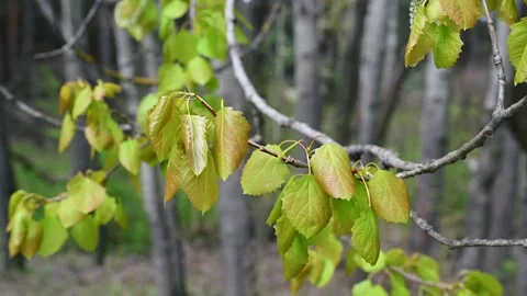 Young Willow Leaves Swaying in Wind on Tree Branch in Spring Forest. 4K 60fps Stock Footage 335242013