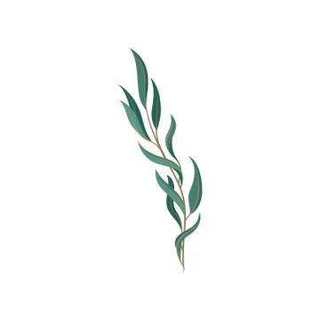 Young willow tree branch with green foliage. Stock Illustration