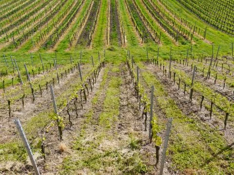 Young wineyard Stock Photos