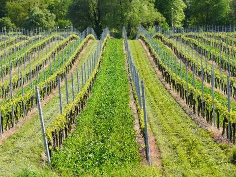 Young wineyard Stock Photos