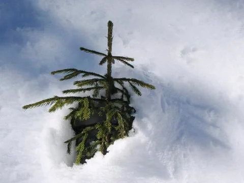 Young winter Stock Photos