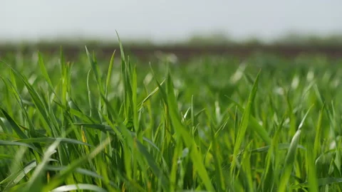 Young winter wheat field in the field, close-up. Stock Footage 167670546