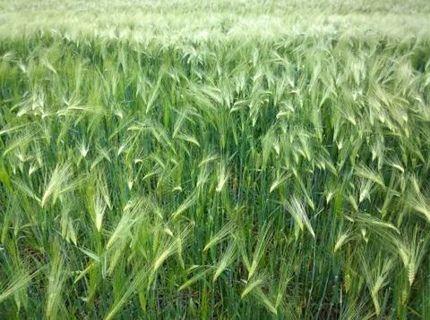 Young winter wheat Stock Photos
