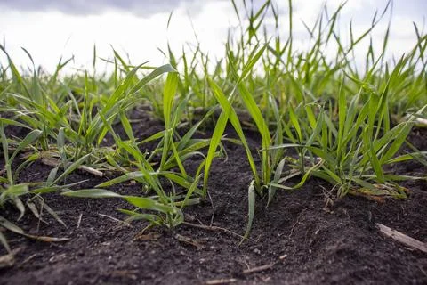 Young winter wheat. Selective focus. Stock Photos