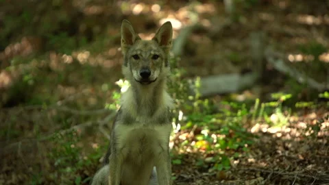 Young wolf in a beech forest 2 Vídeos de archivo 147731957