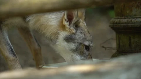 Young wolf in a beech forest drinking in a fountain Stock Footage 147733005