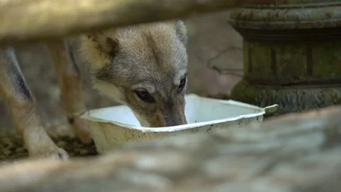 Young wolf in a beech forest drinking in a fountain 動画素材 147733255