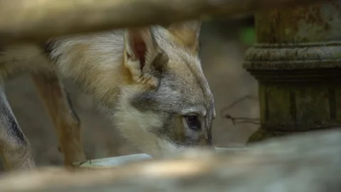 Young wolf in a beech forest drinks in a fountain Stock Footage 147733731