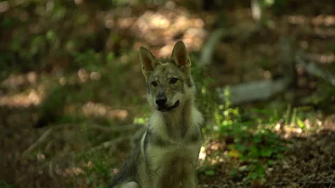 Young wolf in a beech forest Stock-Footage 147731466