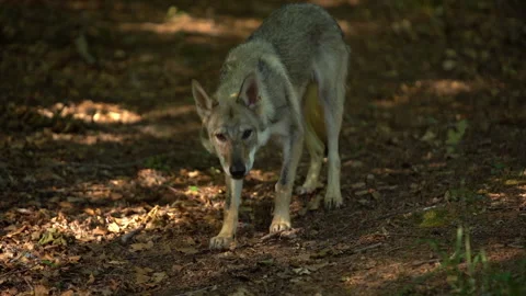Young wolf in a beech forest 動画素材 147732391