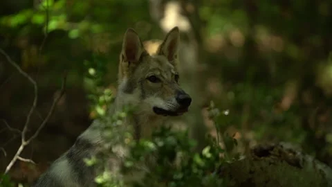 Young wolf in a beech forest Stock Footage 147732453