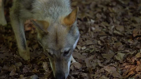 Young wolf in a beech forest 스톡 동영상 147732836