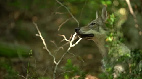 Young wolf in a beech forest Stock Footage 147732850