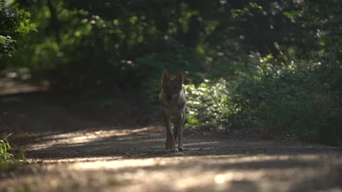 Young wolf in a beech forest Stock Footage 147733510
