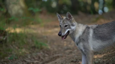 Young wolf in a beech forest Stock-Footage 147733634