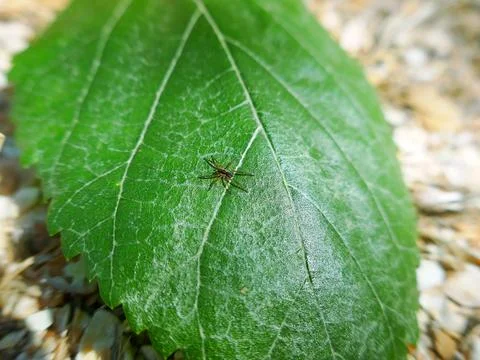 Young wolf spider Stock Photos