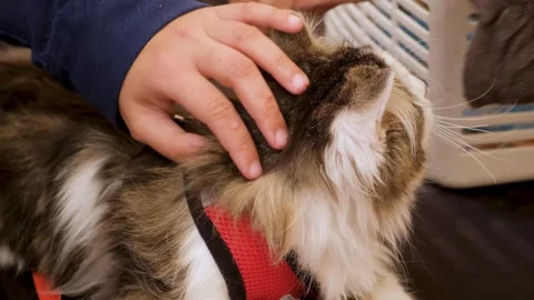 Young Woman Affectionately Pets white Cat in basket,shelter. Stock Footage 343810102
