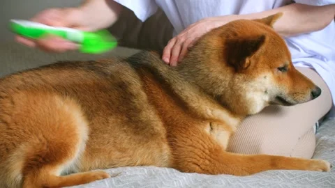 Dog Knotting Girl Stock Video Footage Royalty Free Dog Knotting Girl