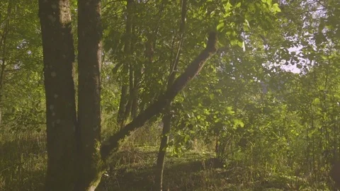 Young Woman Ducks To Avoid Tree Branch, Walks Along Hiking Trail On Sunny Day Video stock 69805327