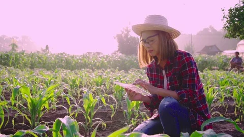 Young woman farmer . Видео 120071663