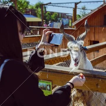 Young woman feeding animals and taking picture. goat close up. zoo life. farm Stock Photos
