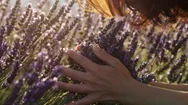 Young Woman Gently Holding Lavender Flowers In Her Hands And Smelling The Purple Stock Footage