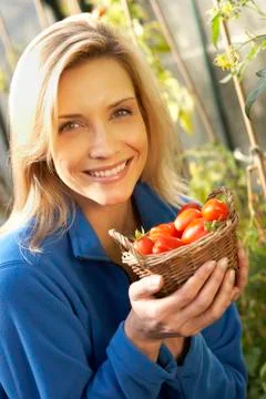 Young woman harvesting tomatoes Stock Photos