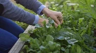 Young Woman Harvests Fresh Herbs From Garden Stock Footage