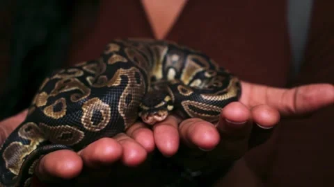 Young woman holding ball python in the hands. Vidéo 341348216
