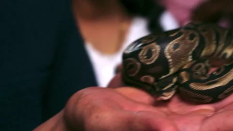 Young woman holding ball python in the hands. Vidéo 341348229