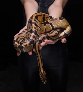 Young woman holding python Stock-Fotos