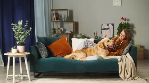 Young woman petting dog in living-room, golden retriever lying on sofa with Stock Footage