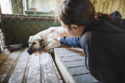Young woman petting sad dog in the animal shelter Stock Photos