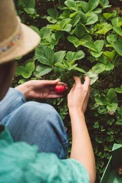Young Woman Picking Fresh Seasonal Strawberries In Organic Garden Stock Photos